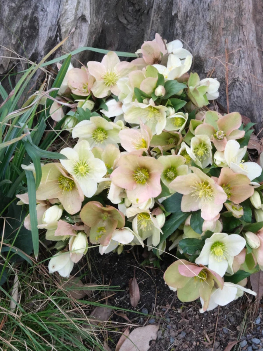Hellebore 'Champion' QT